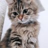 Bella